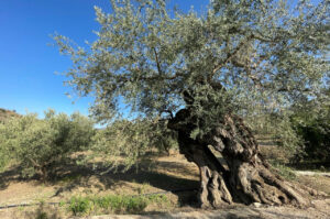 Olivo verdial — Casa Rural Villa Vilo, Mondrón (Periana)